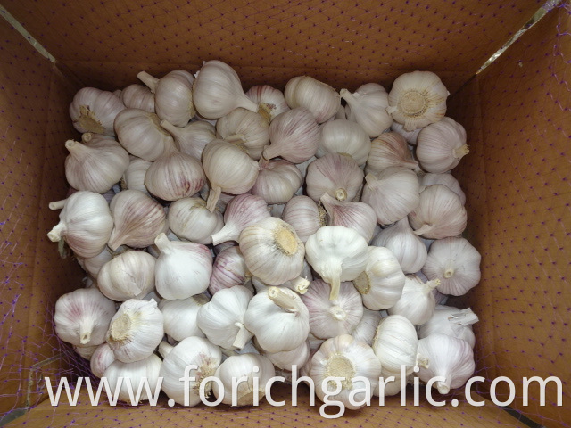 Fresh Regular White Garlic Price